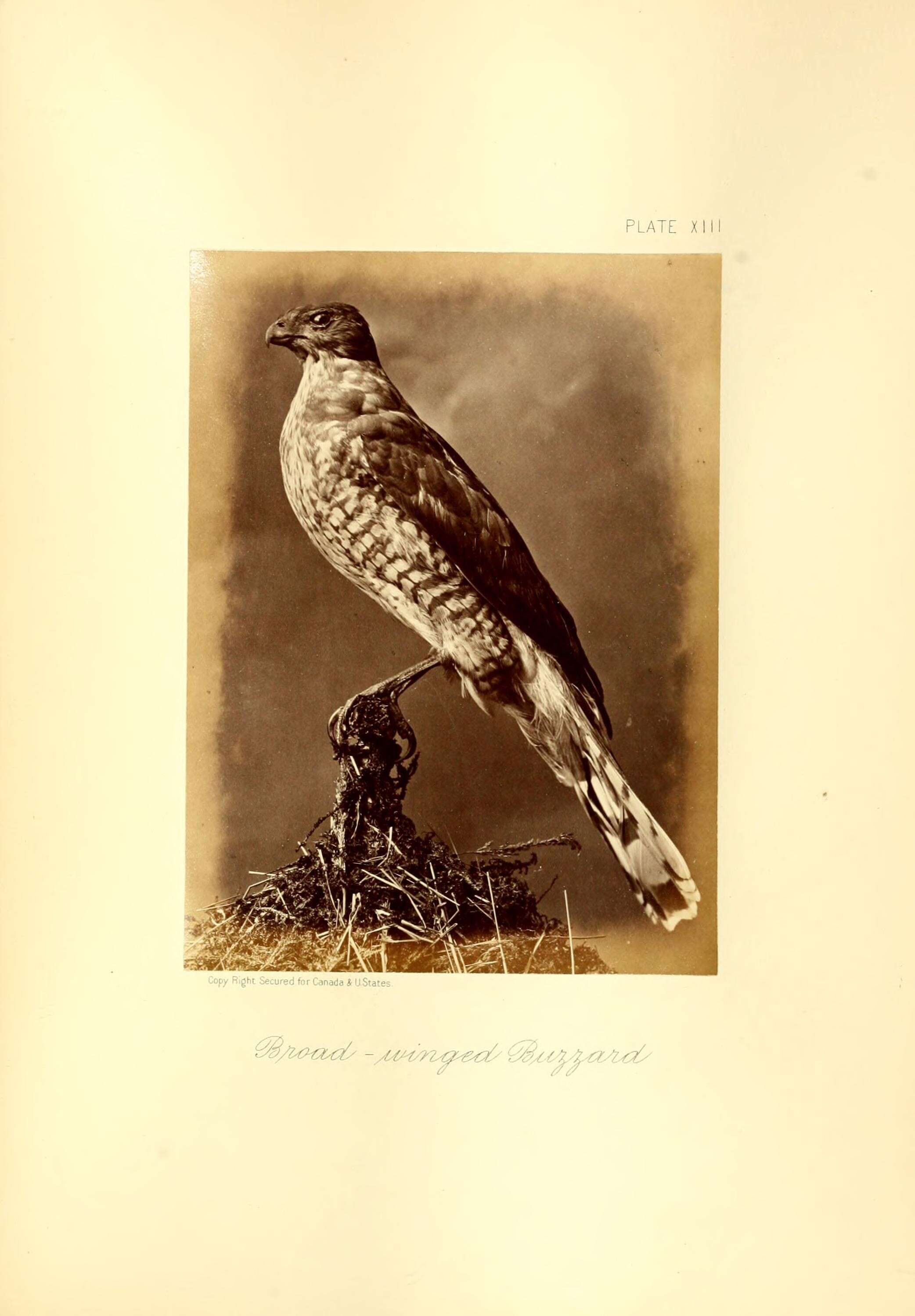 Plancia ëd Buteo platypterus (Vieillot 1823)