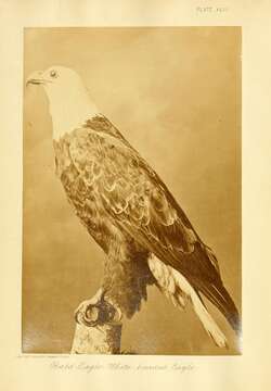 Image of Bald Eagle