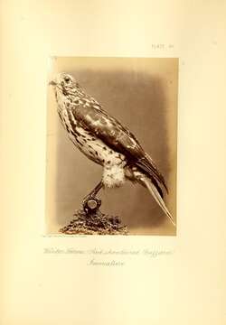 Image of Red-shouldered Hawk