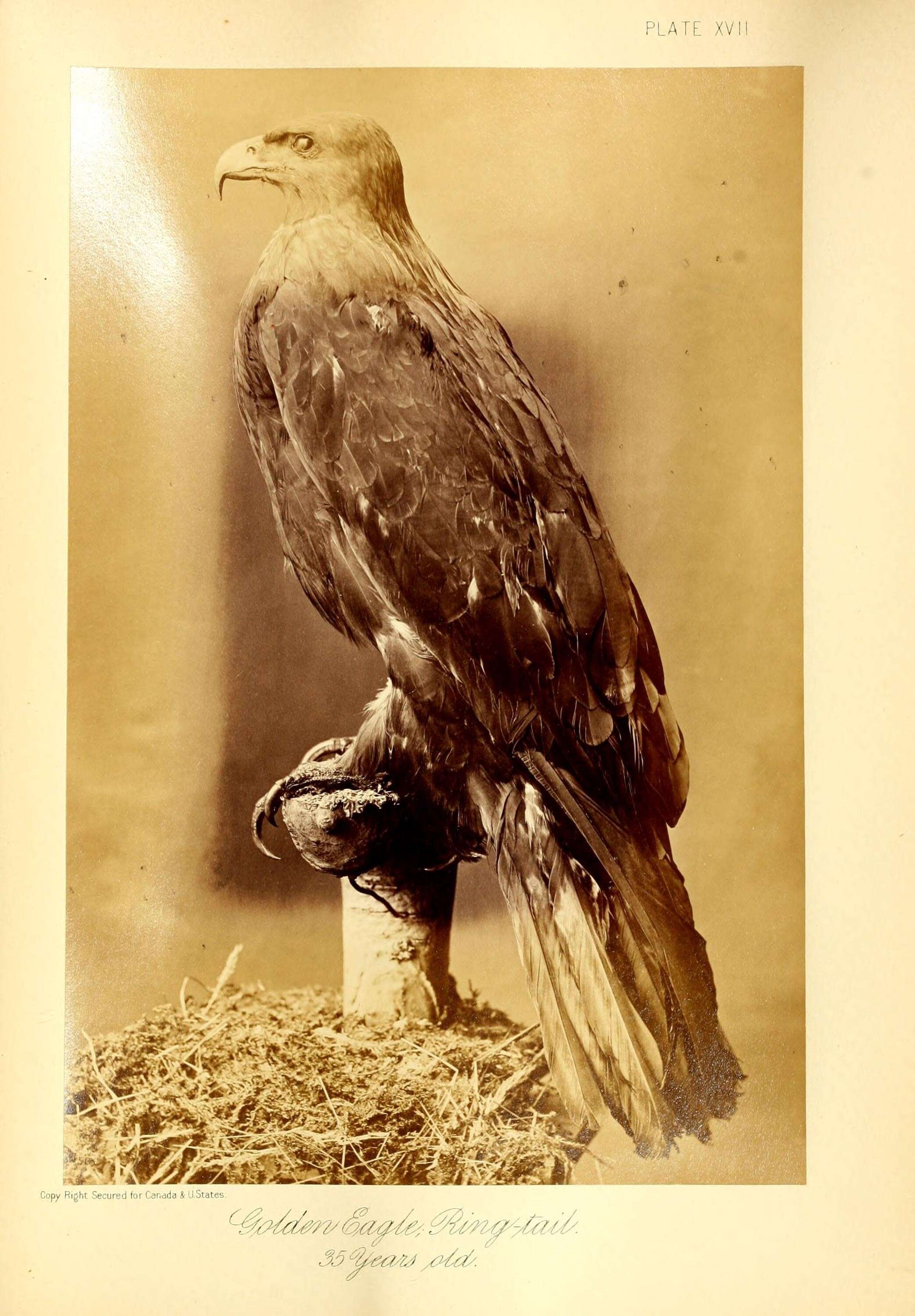 Image of Golden eagle