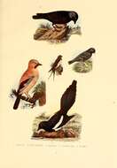 Image of Hirundo Linnaeus 1758