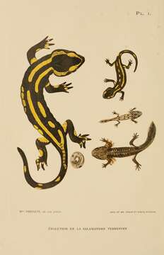 Image of Common Fire Salamander