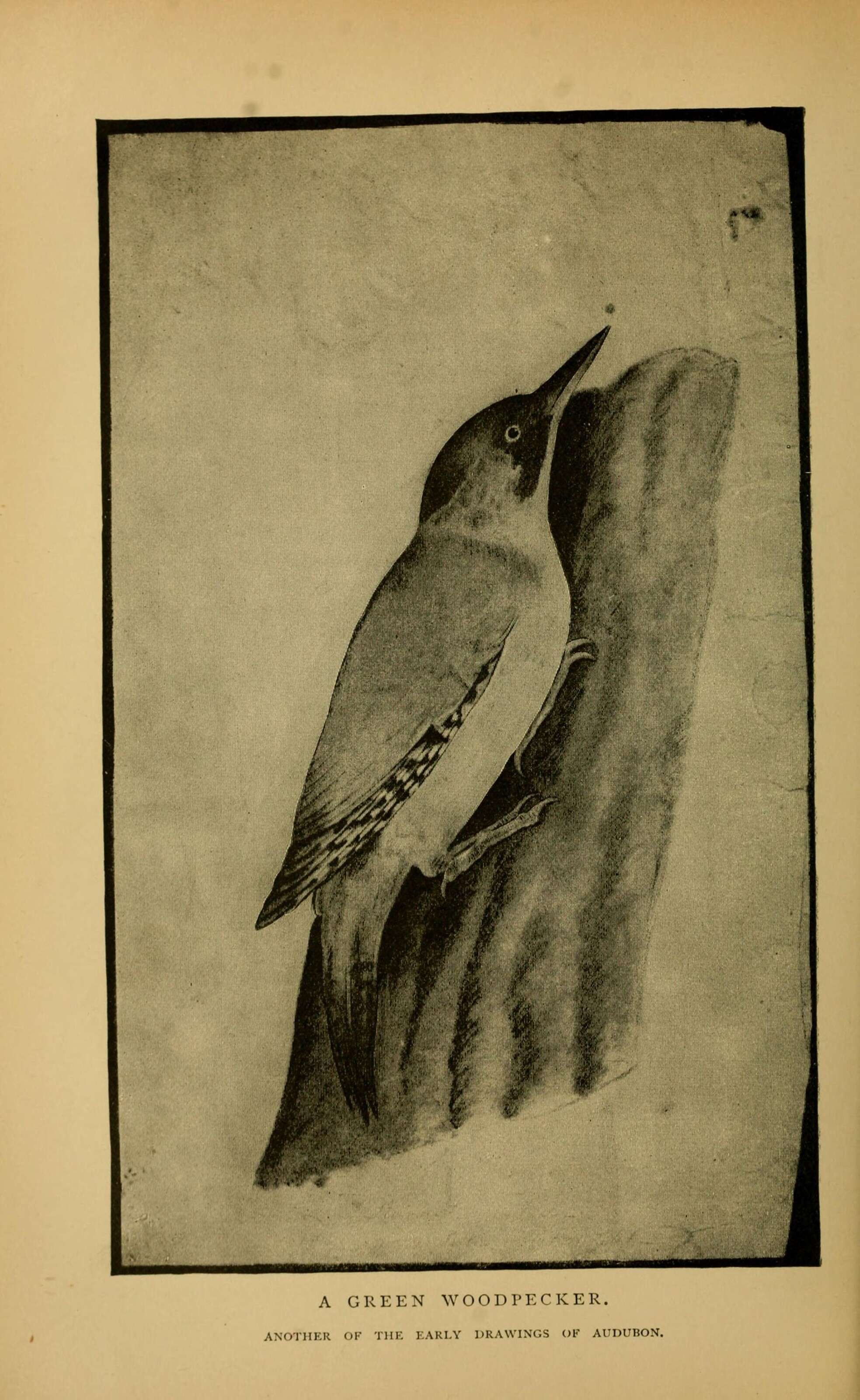 Image of Eurasian Green Woodpecker