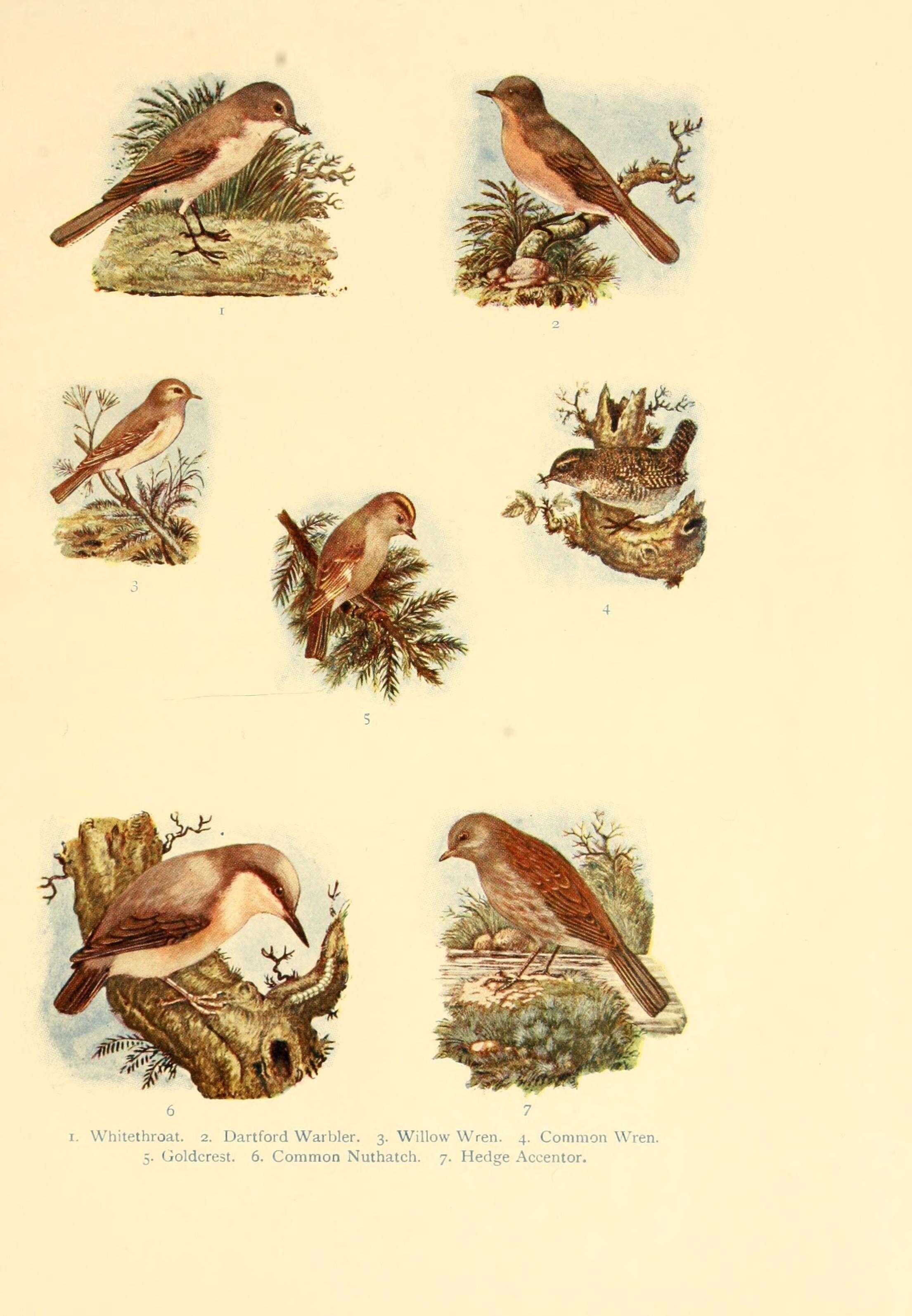 Image de Curruca communis (Latham 1787)