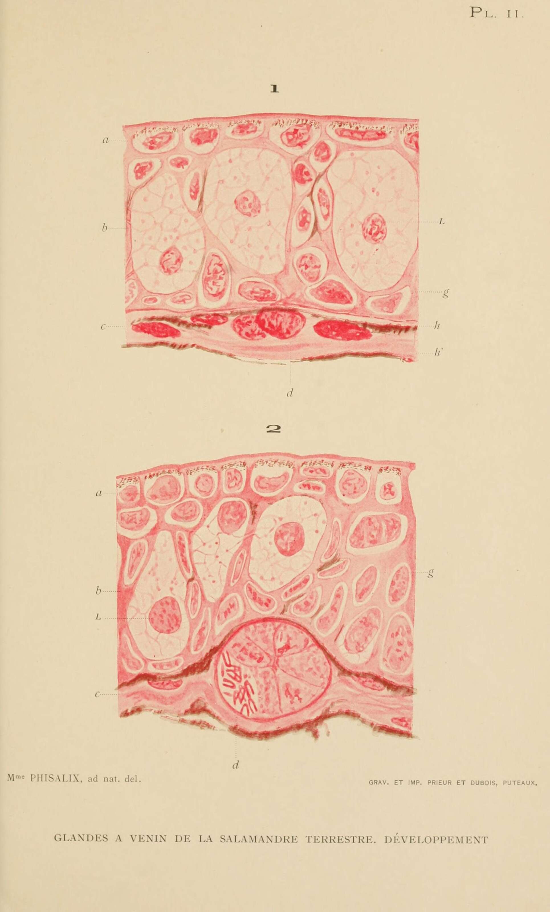 Image de salamandre tachetée