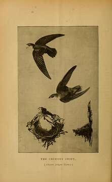 Image of Chimney Swift