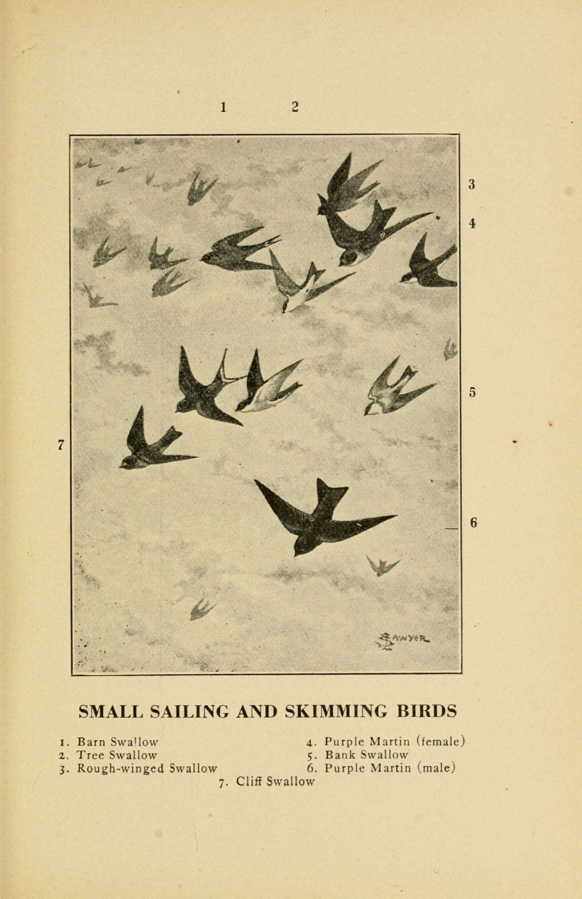 Image of Hirundo Linnaeus 1758