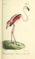 Image of American Flamingo