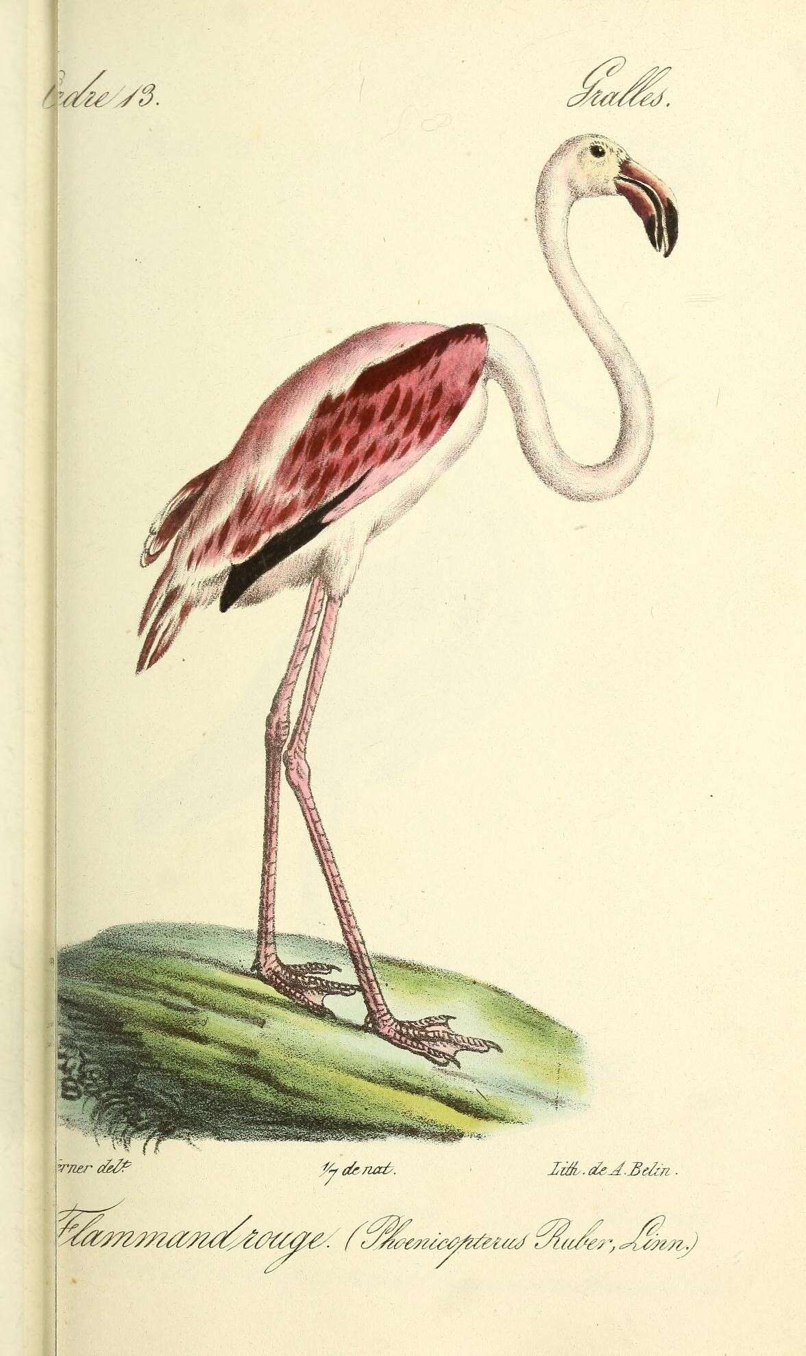 Imagem de Phoenicopterus ruber Linnaeus 1758