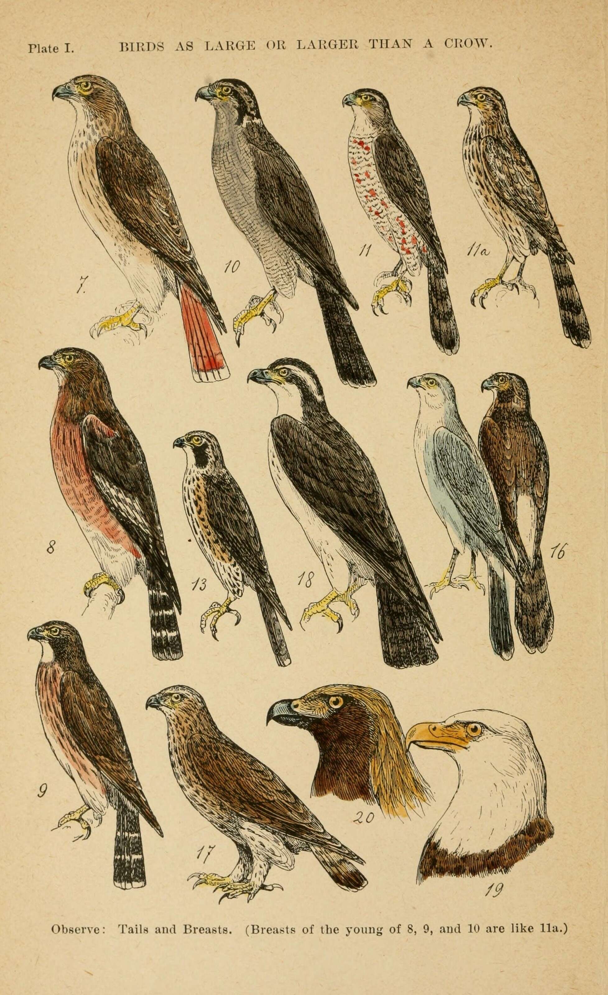 Image of Buteo Lacépède 1799