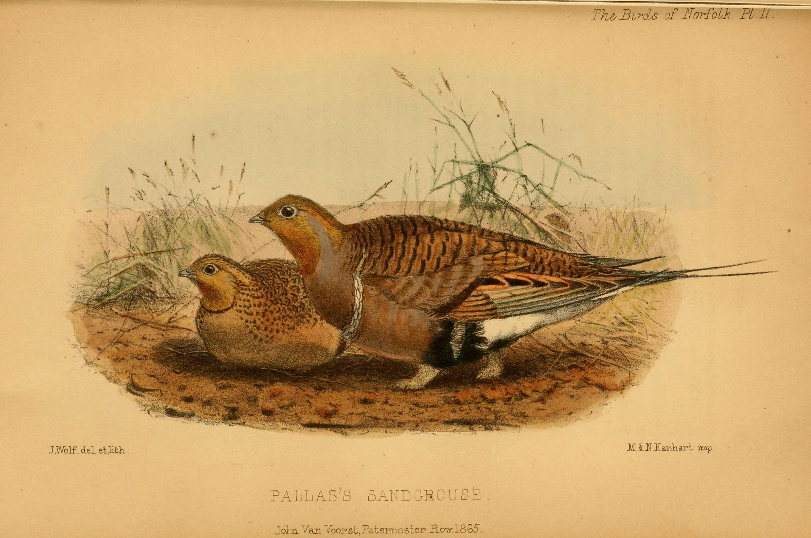 Image of Syrrhaptes Illiger 1811