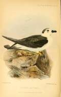 Image of Black-capped Petrel