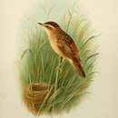 Image of Sedge warbler