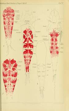 Image of Pontella Dana 1846