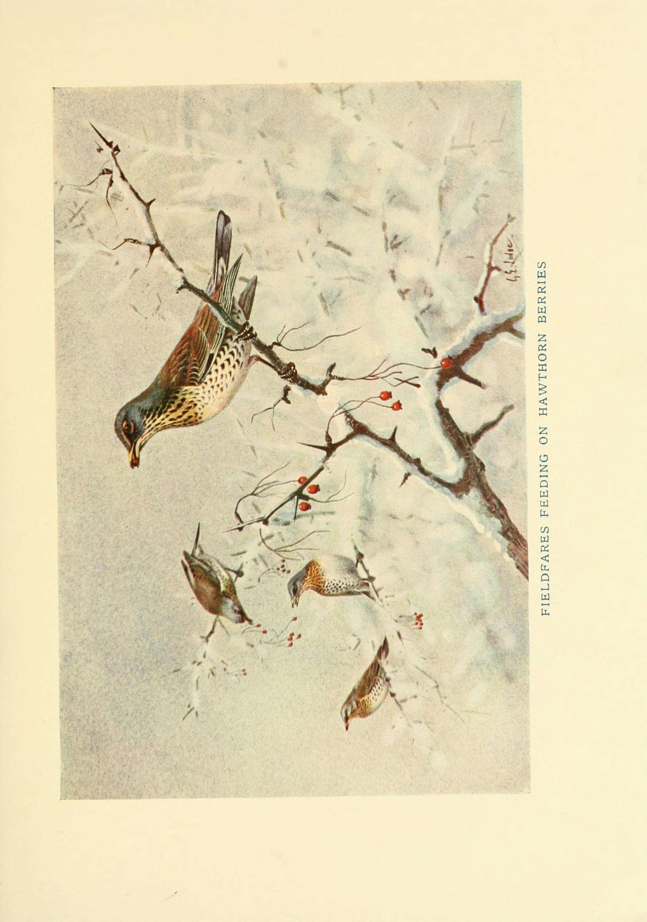 Image of Fieldfare