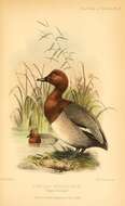 Image of pochard, common pochard