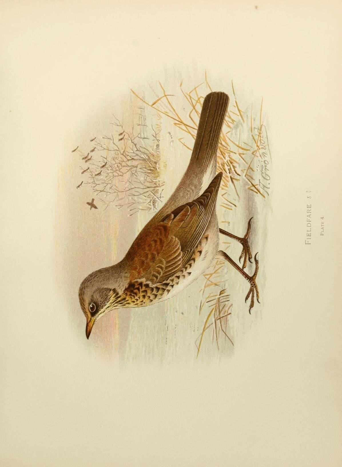 Image of Fieldfare