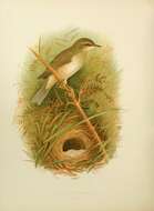 Image of Willow Warbler