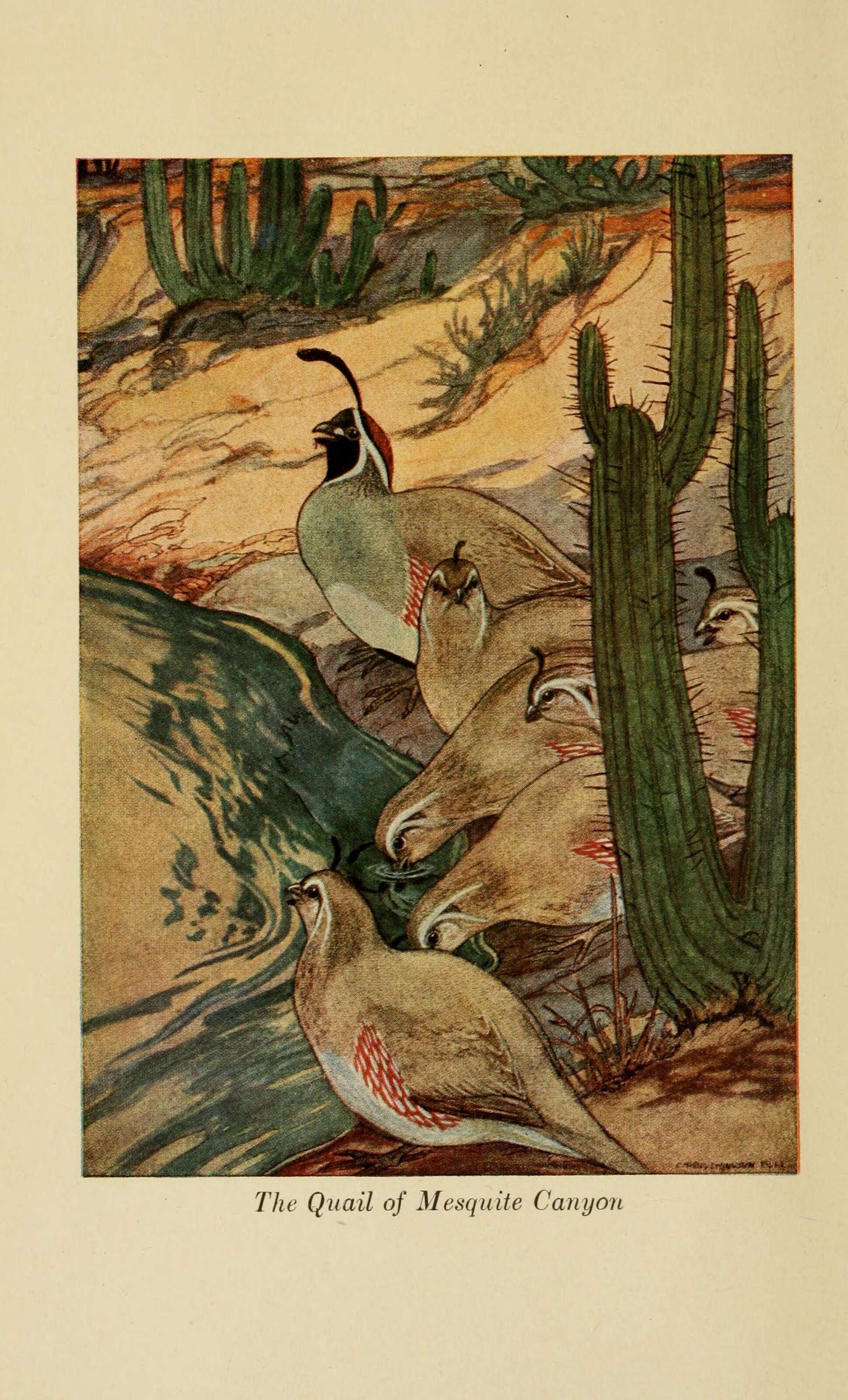 Image of Gambel's Quail