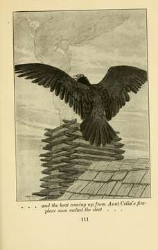 Image of Cathartes Illiger 1811