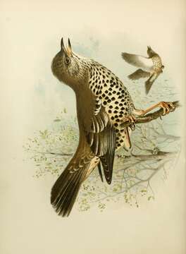 Image of Mistle Thrush