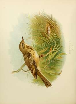 Image of Tree Pipit