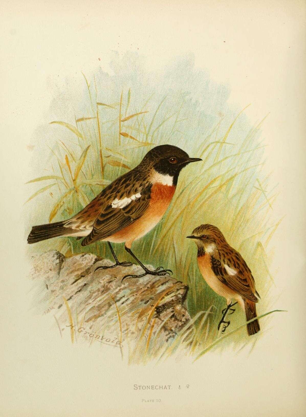 Image of Stonechat