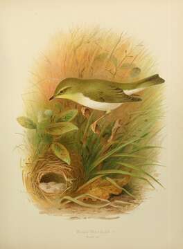 Image of Wood Warbler