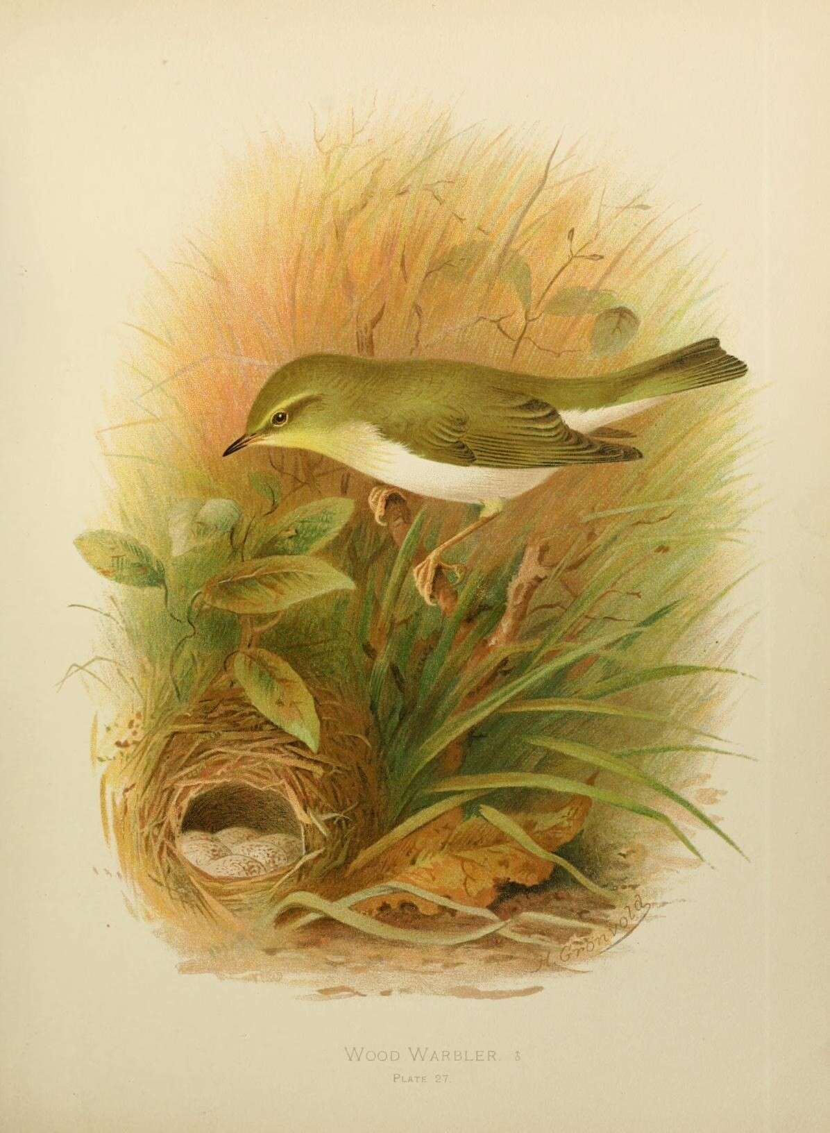 Image of Wood Warbler