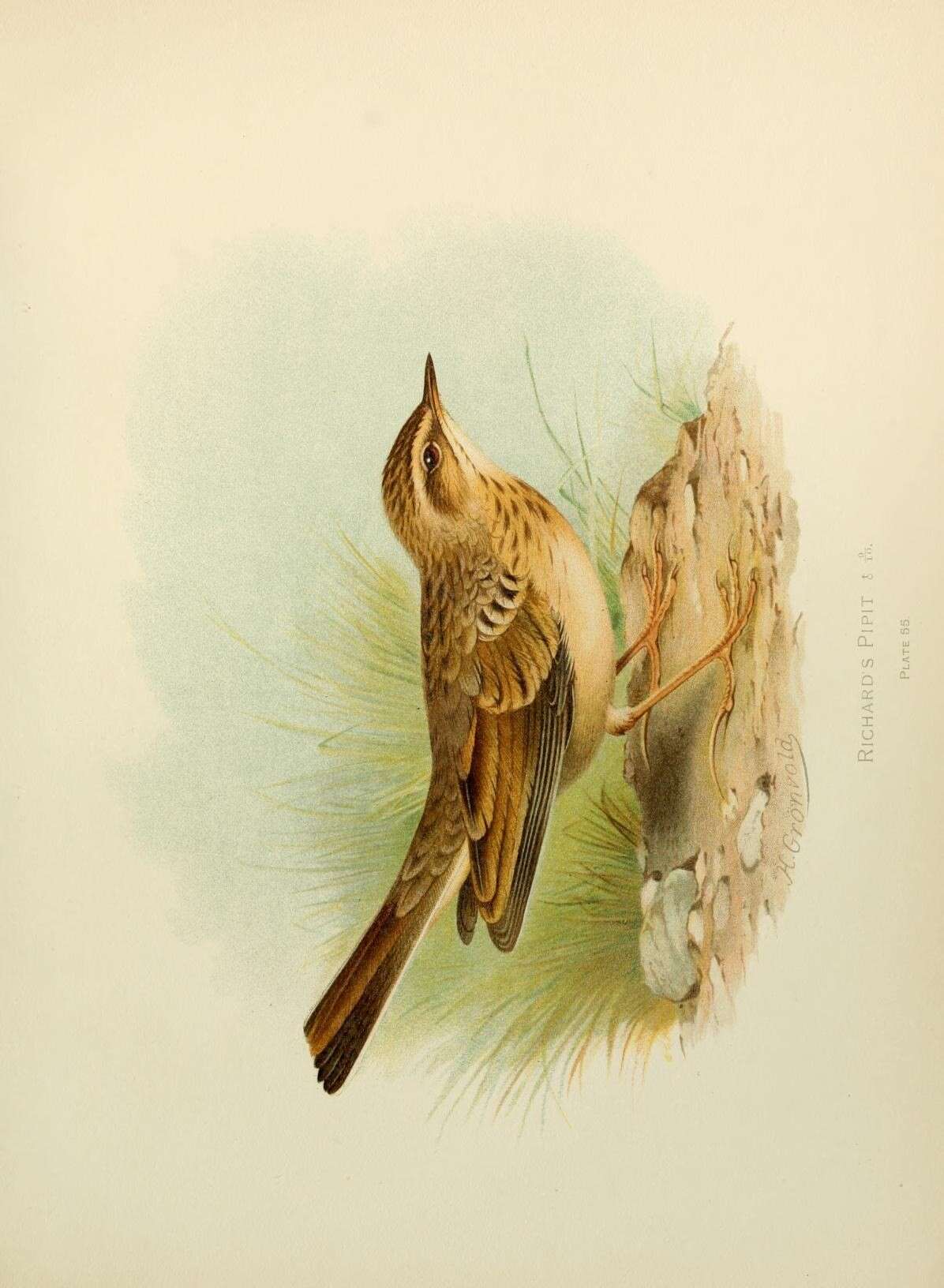 Image of Richard's Pipit