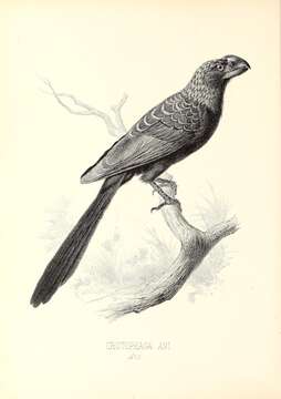 Plancia ëd Crotophaga Linnaeus 1758