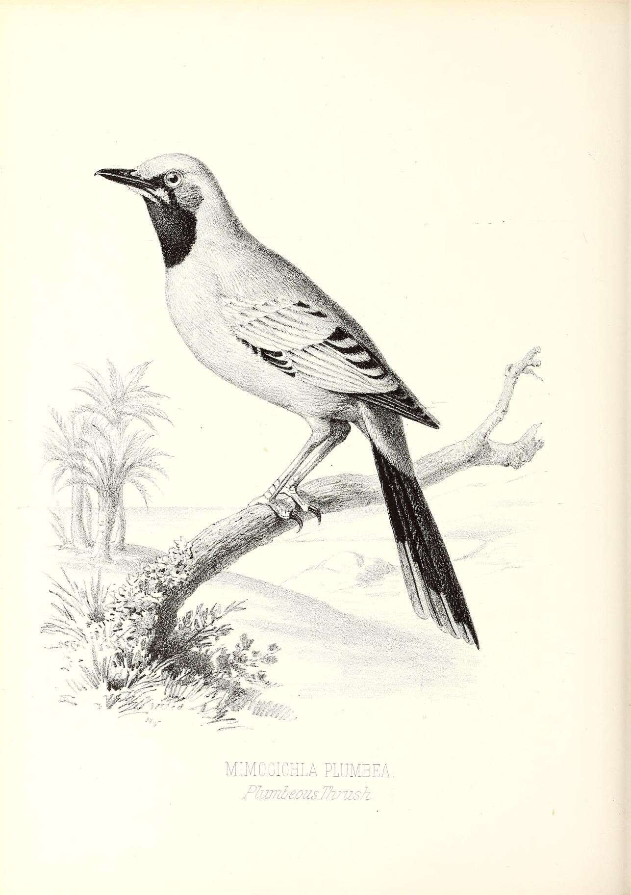 Image of Red-legged Thrush