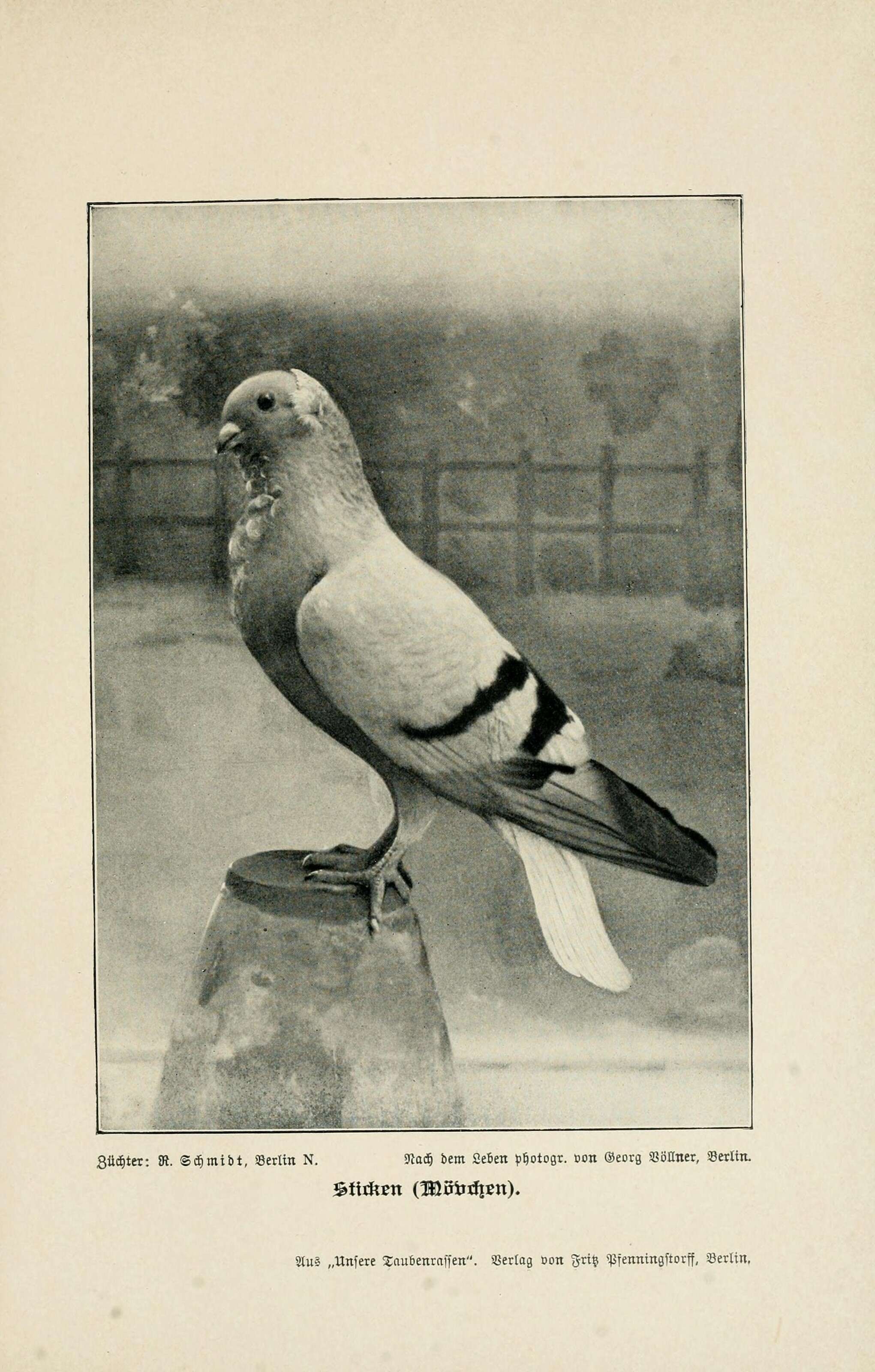 Image of Common Pigeon