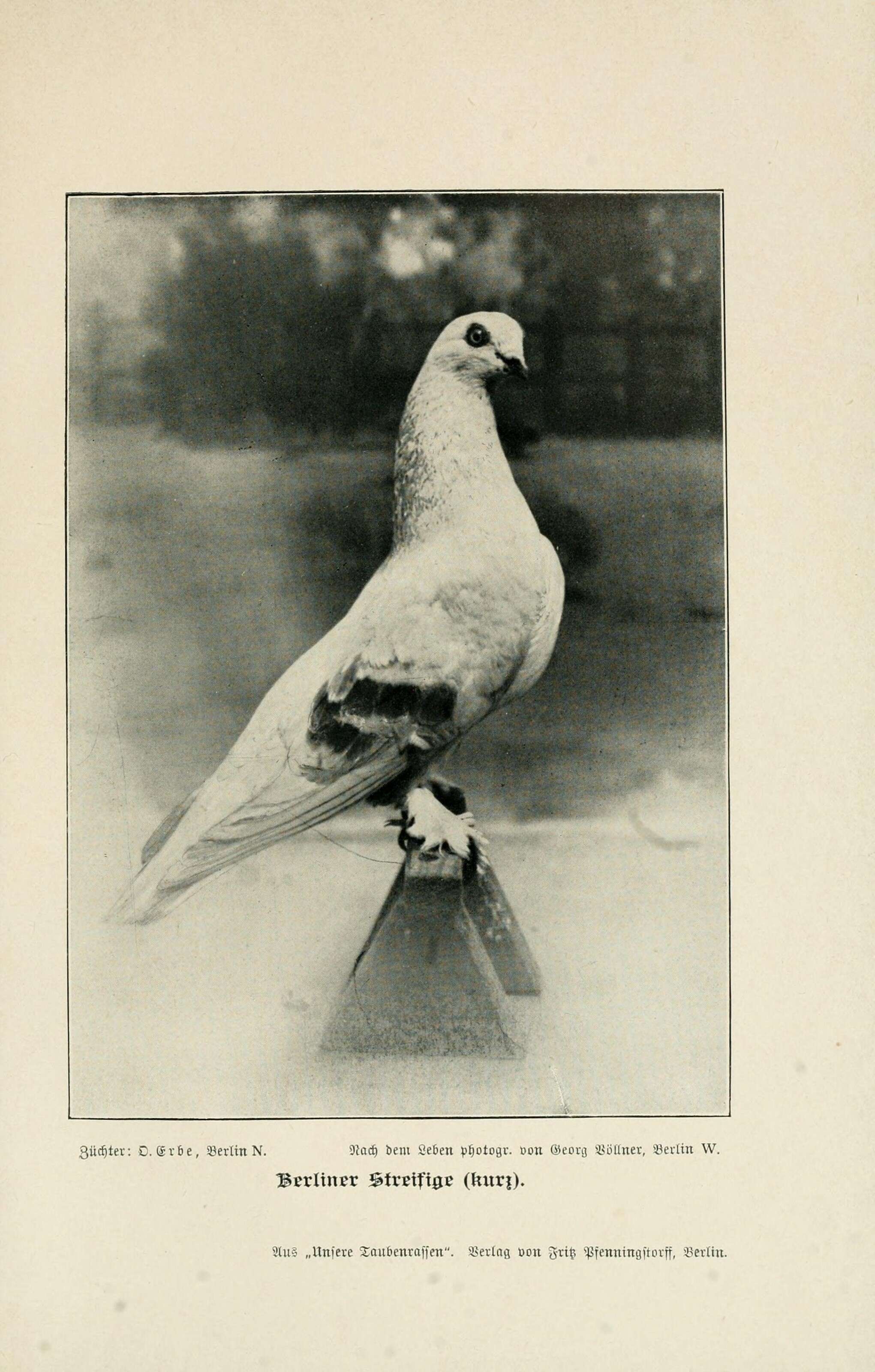 Image of Common Pigeon