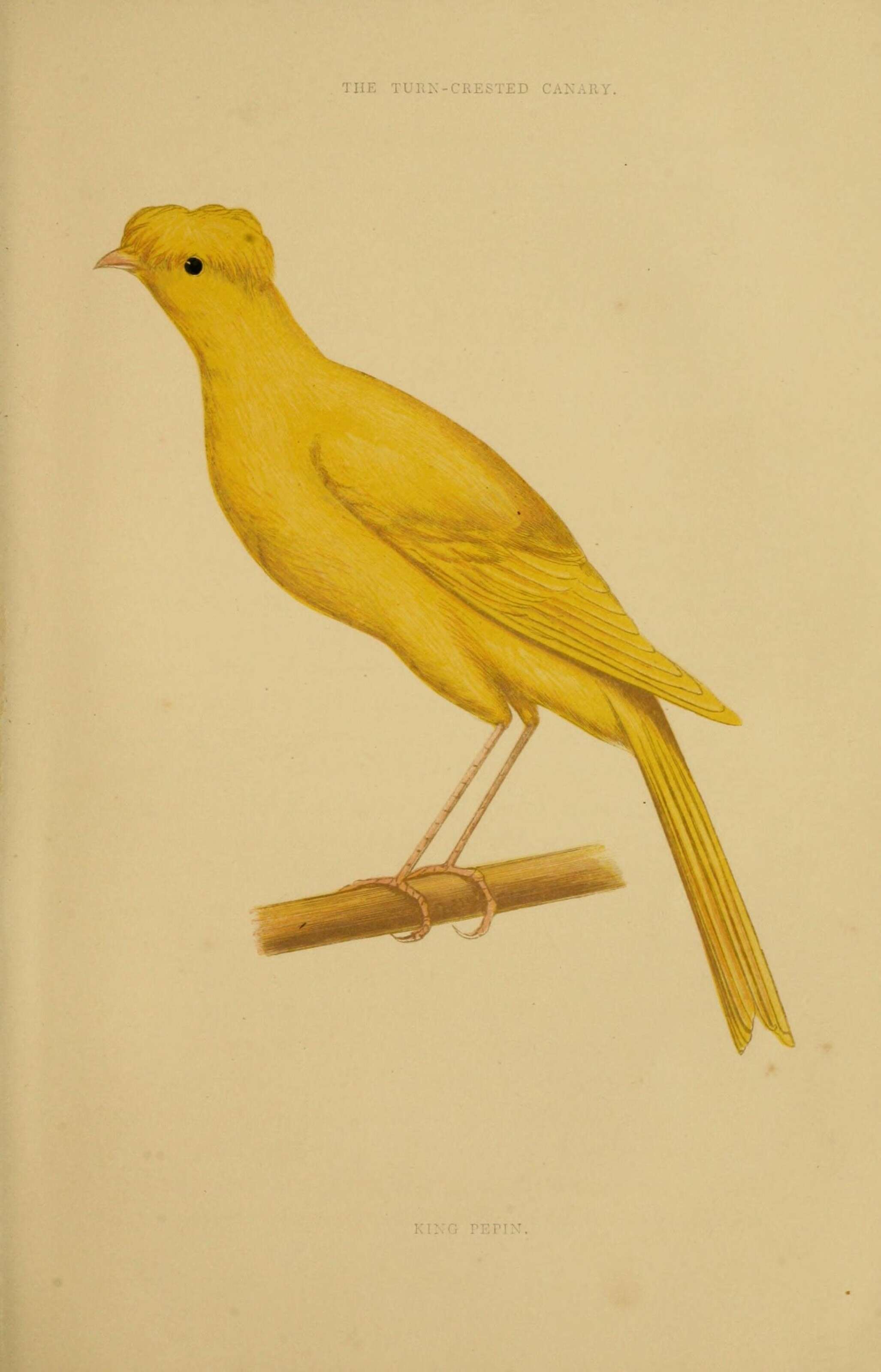 Image of Atlantic Canary