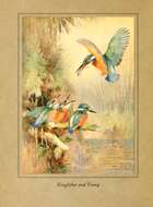 Image of Alcedo Linnaeus 1758