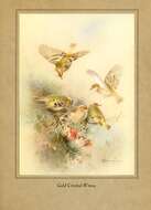 Image of Goldcrest