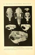 Image de Sciurus subgen. Sciurus Linnaeus 1758