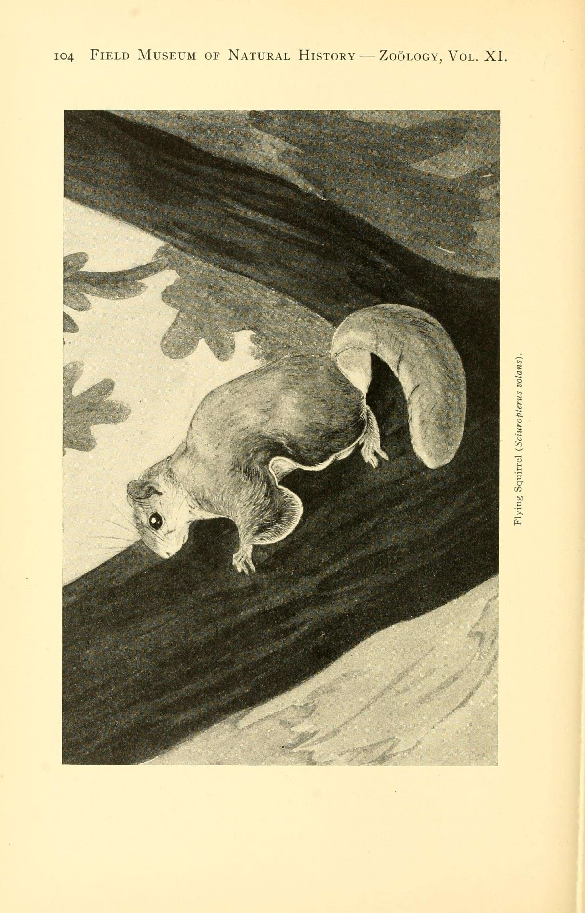 Image of Mexican Flying Squirrel