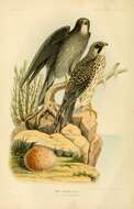 Image of Sooty Falcon