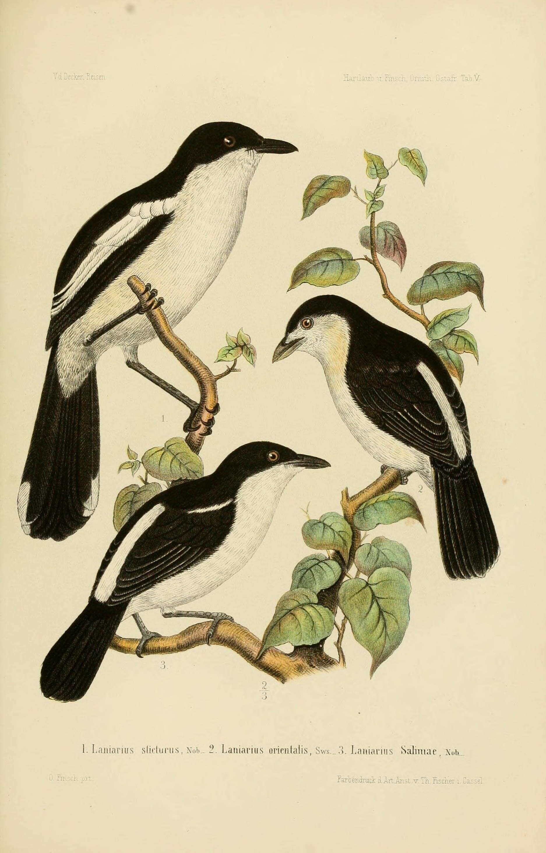 Image of Laniarius bicolor sticturus Hartlaub & Finsch 1870