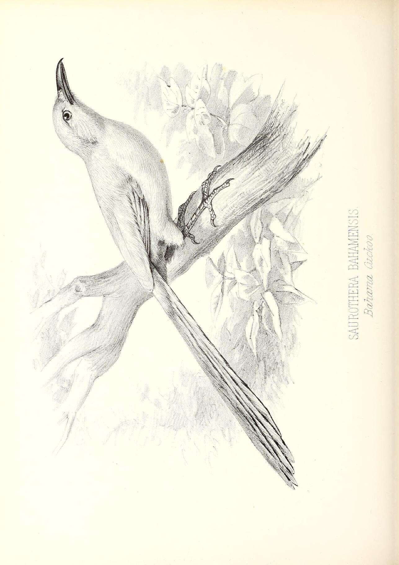 Image of Coccyzus merlini bahamensis (Bryant & H 1864)