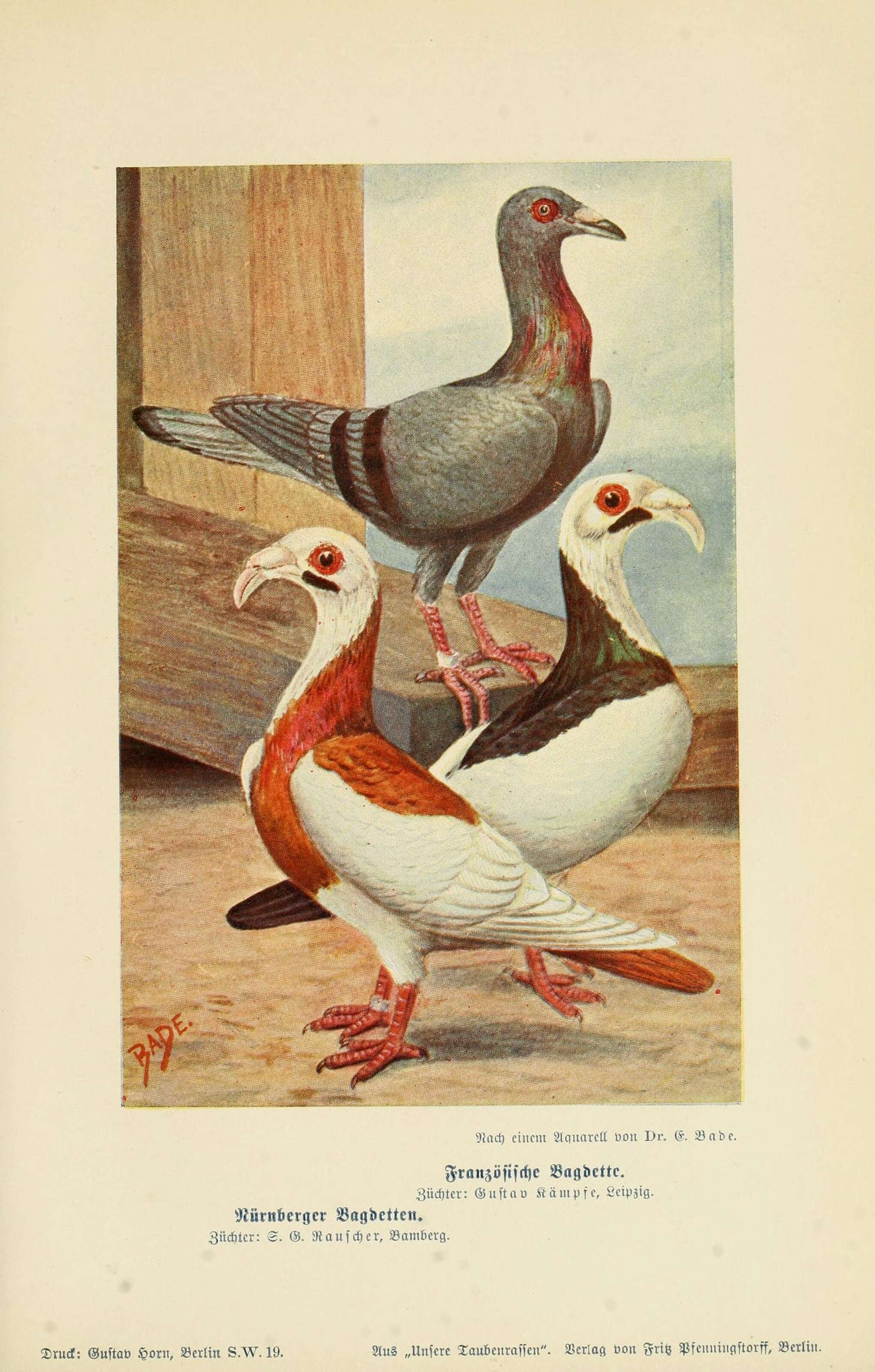 Image of Common Pigeon