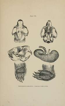 Image of North American porcupine