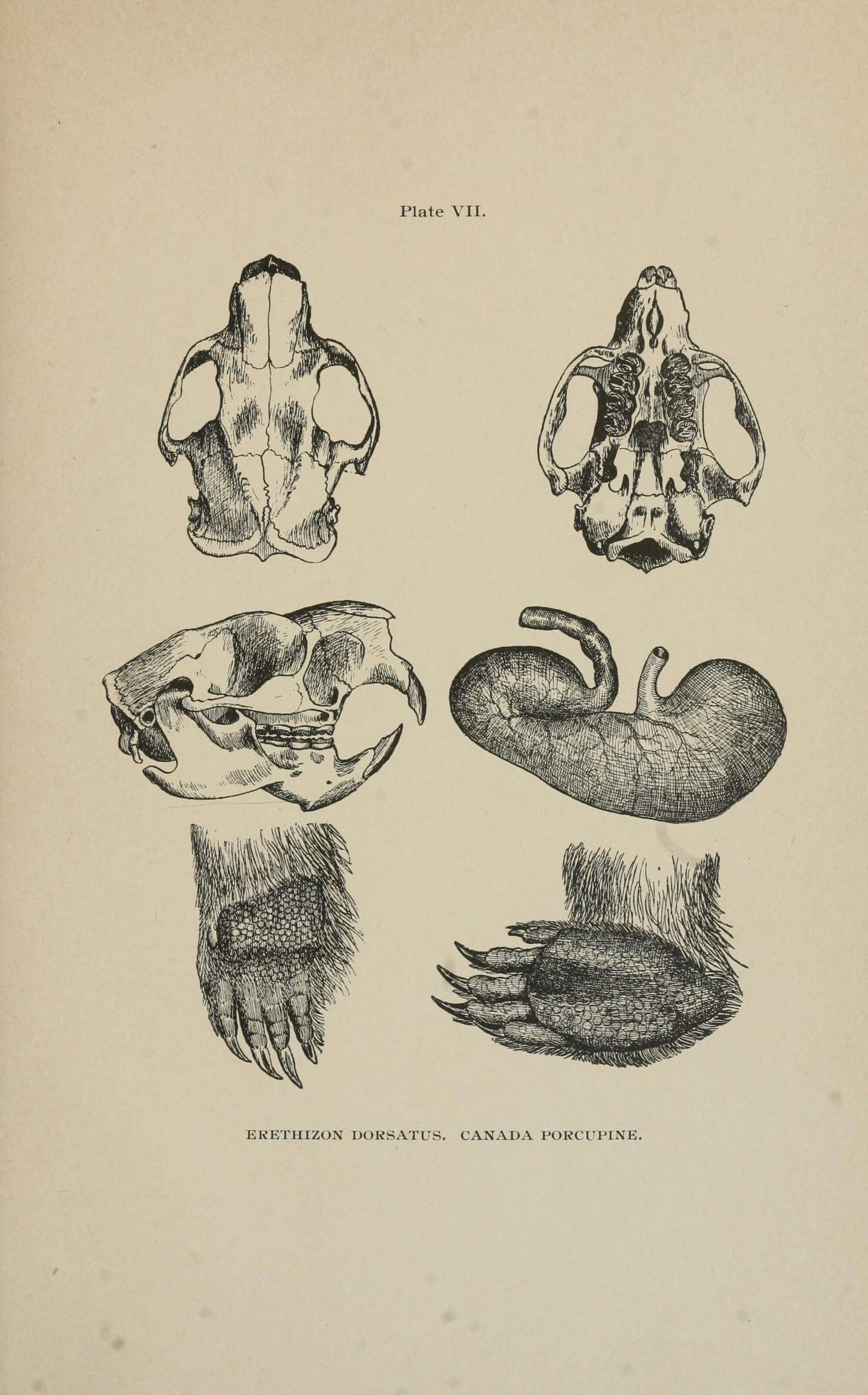 Sivun Erethizon dorsatus (Linnaeus 1758) kuva