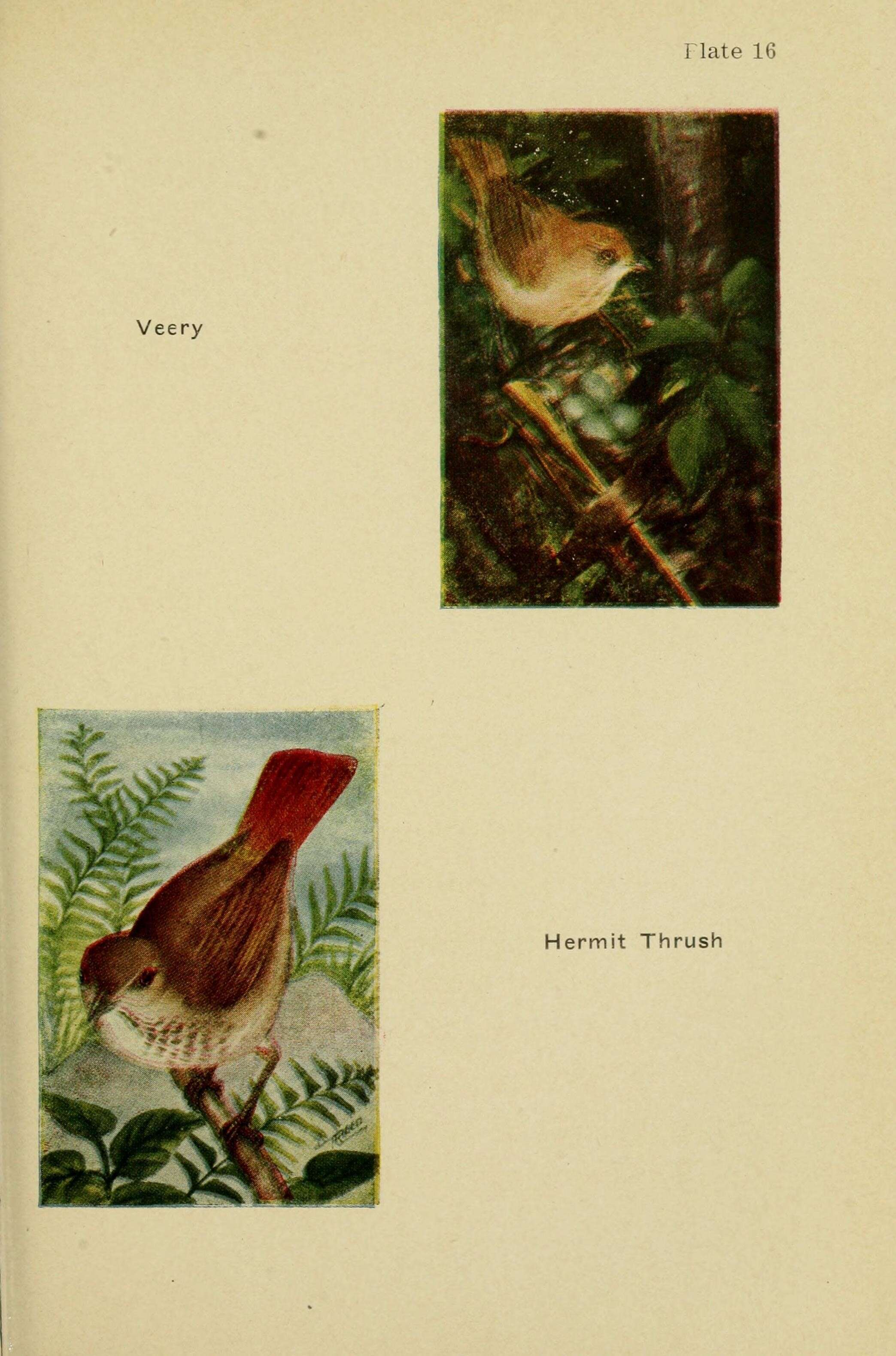 Image of Veery