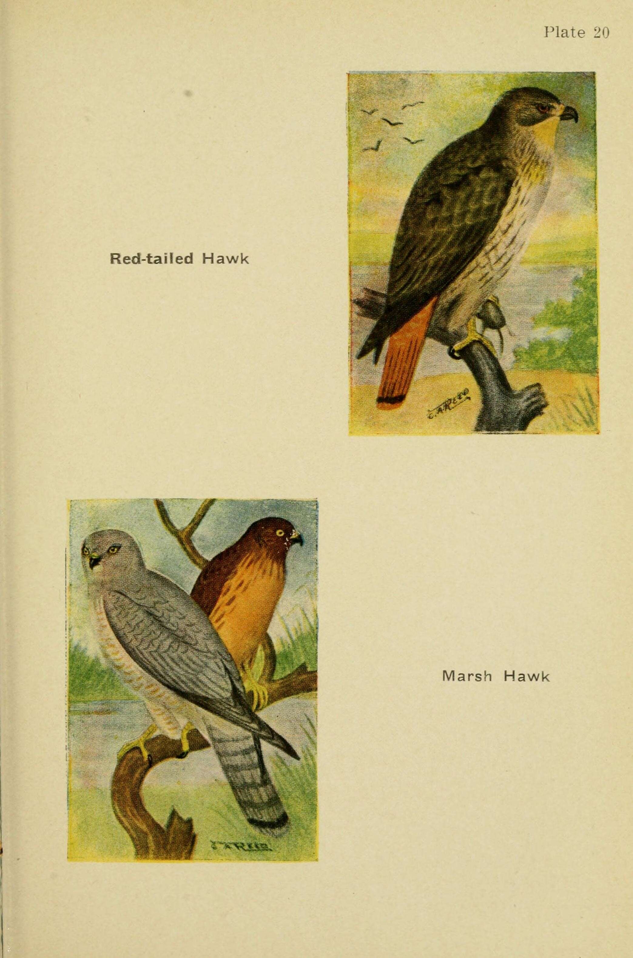 Image of Buteo Lacépède 1799