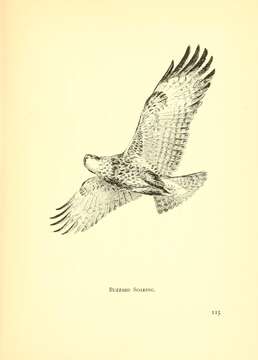 Image of Common Buzzard