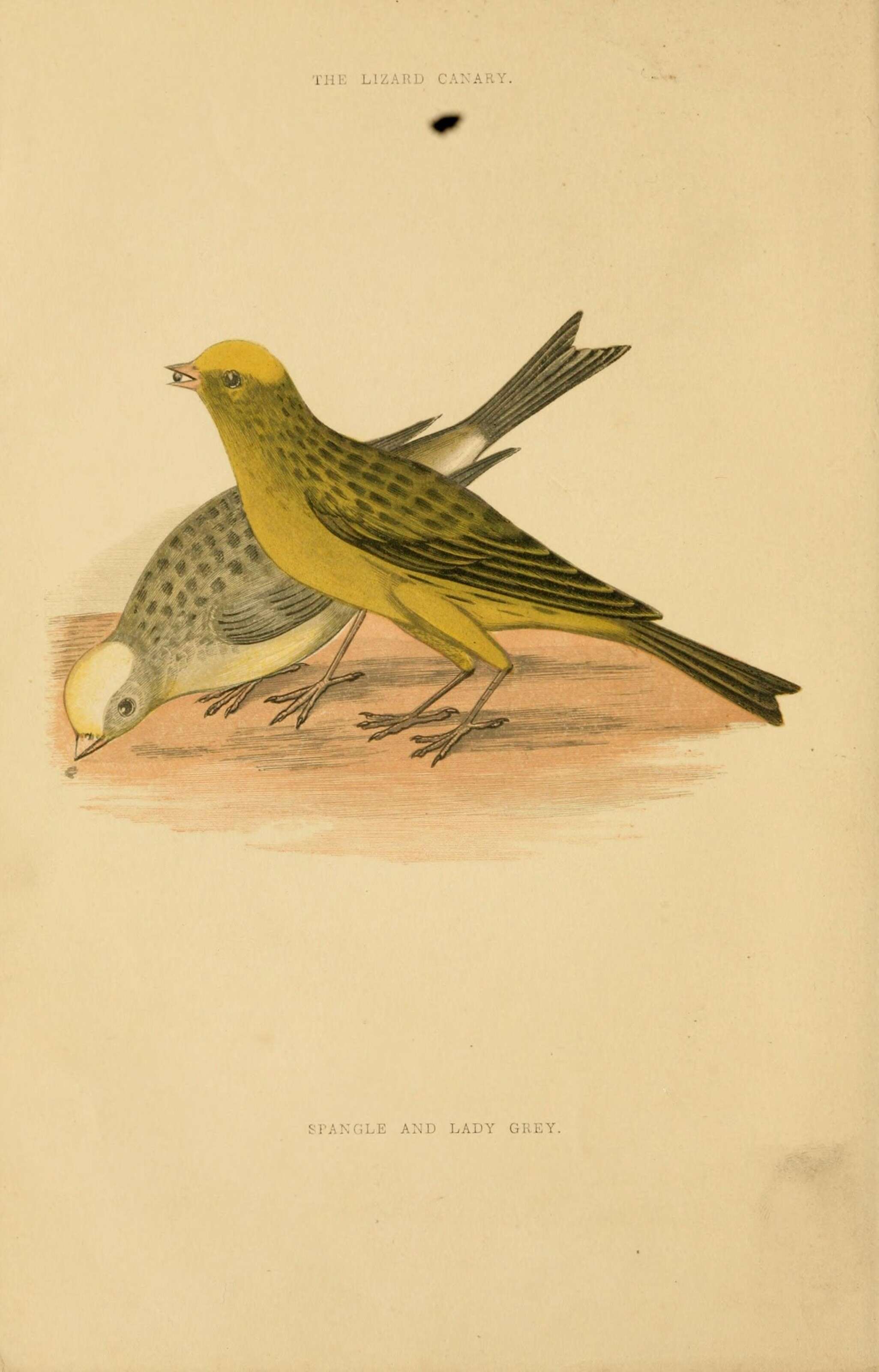 Image of Atlantic Canary