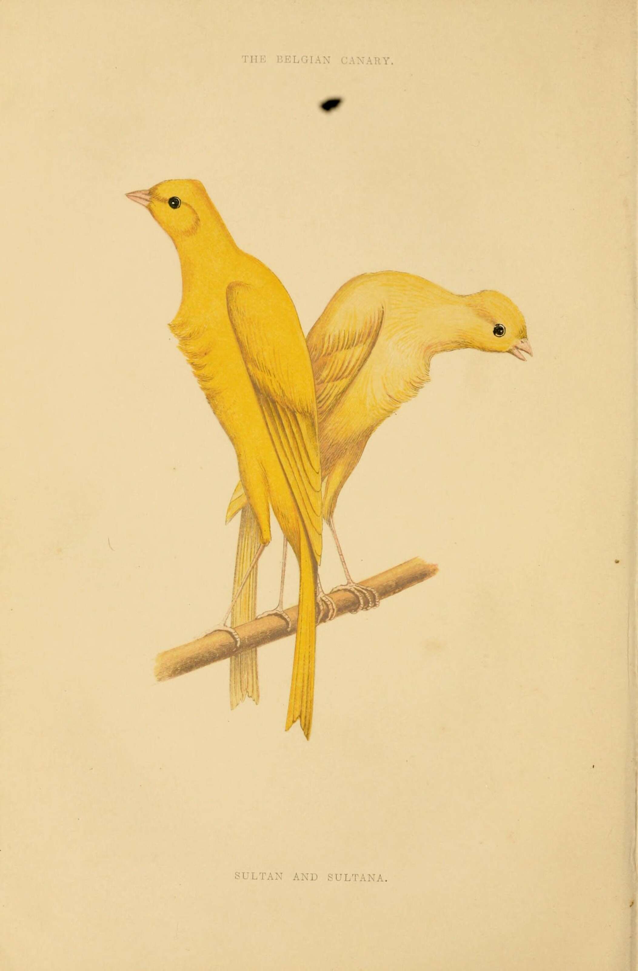 Image of Atlantic Canary